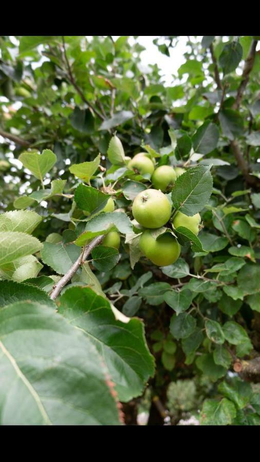 博里斯Laurel House公寓 外观 照片
